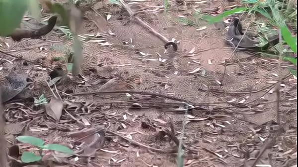 Kamala Tante Phone lo Srungaram mit Nachbar Telugu Phone Talk Talk Telugu Mu low